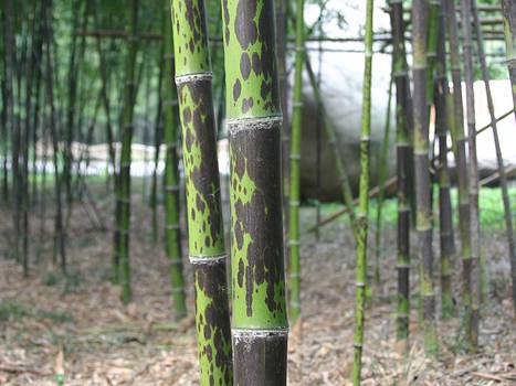 Phyllostachys bambusoides Tanake