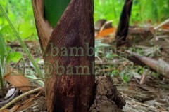 bambuseto15