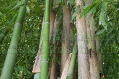 bambuseto18