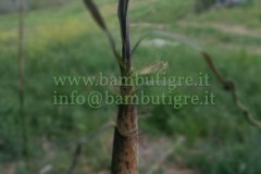 bambuseto9
