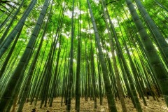 piantagione-bambu-italia1