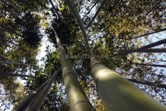 piantagione-bambu-italia2