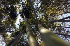 piantagione-bambu-italia3