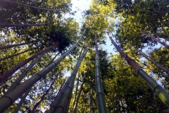 piantagione-bambu-italia4