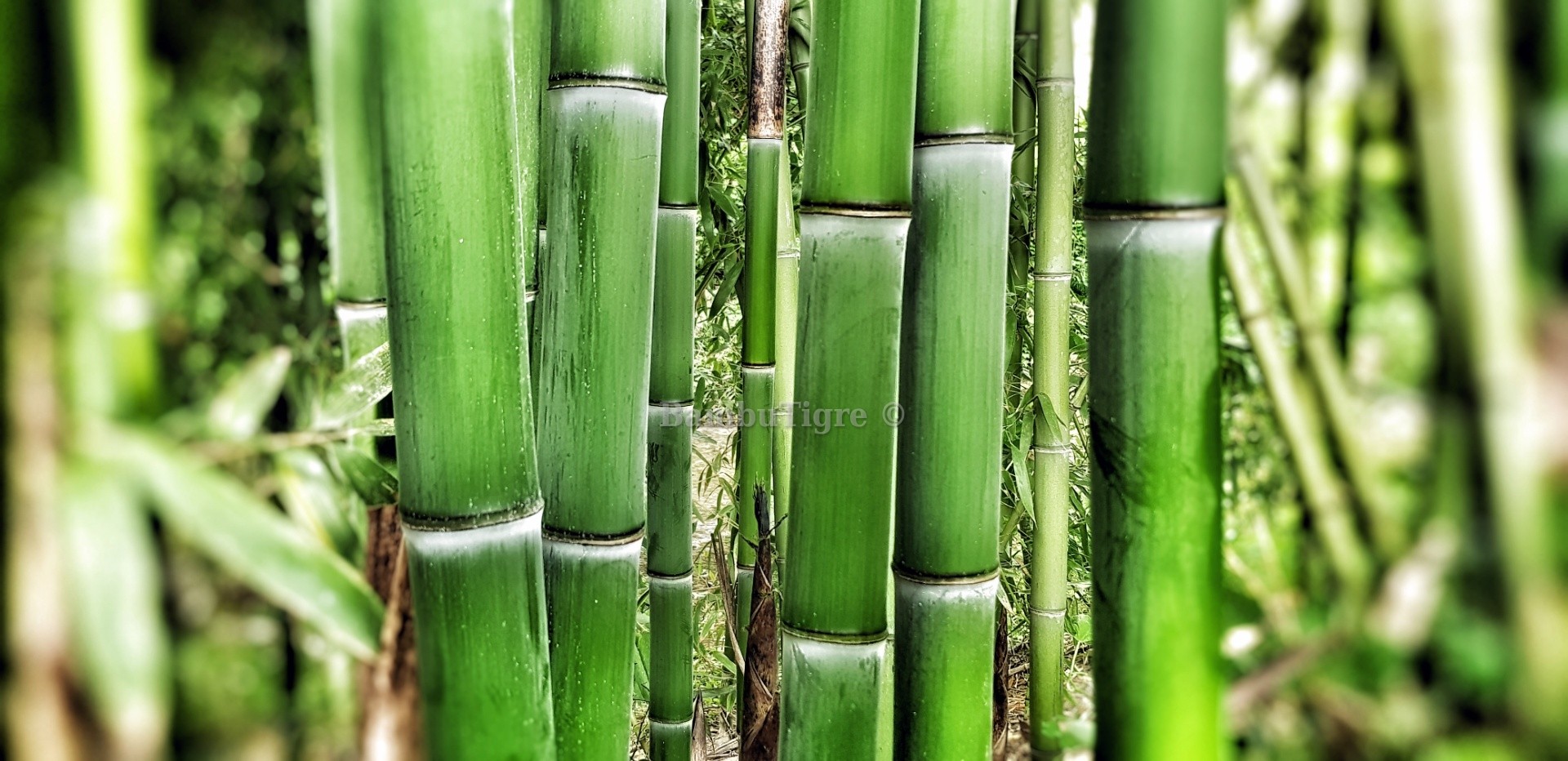 Canne di bambu - Piante da Giardino - Canne di bambu