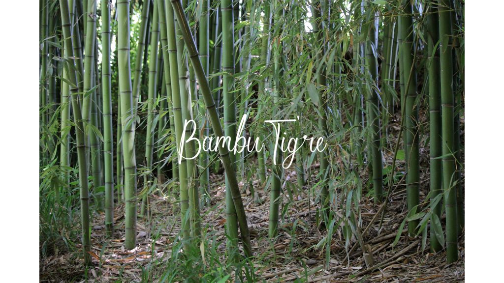 Come Coltivare il Bambù: Guida Completa